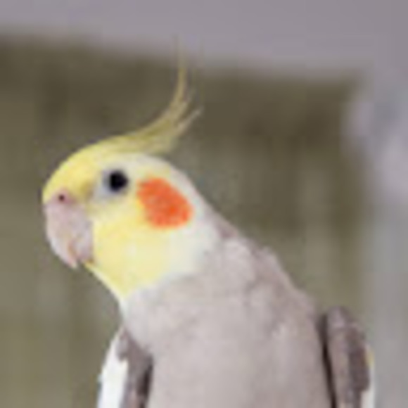 stacilgray